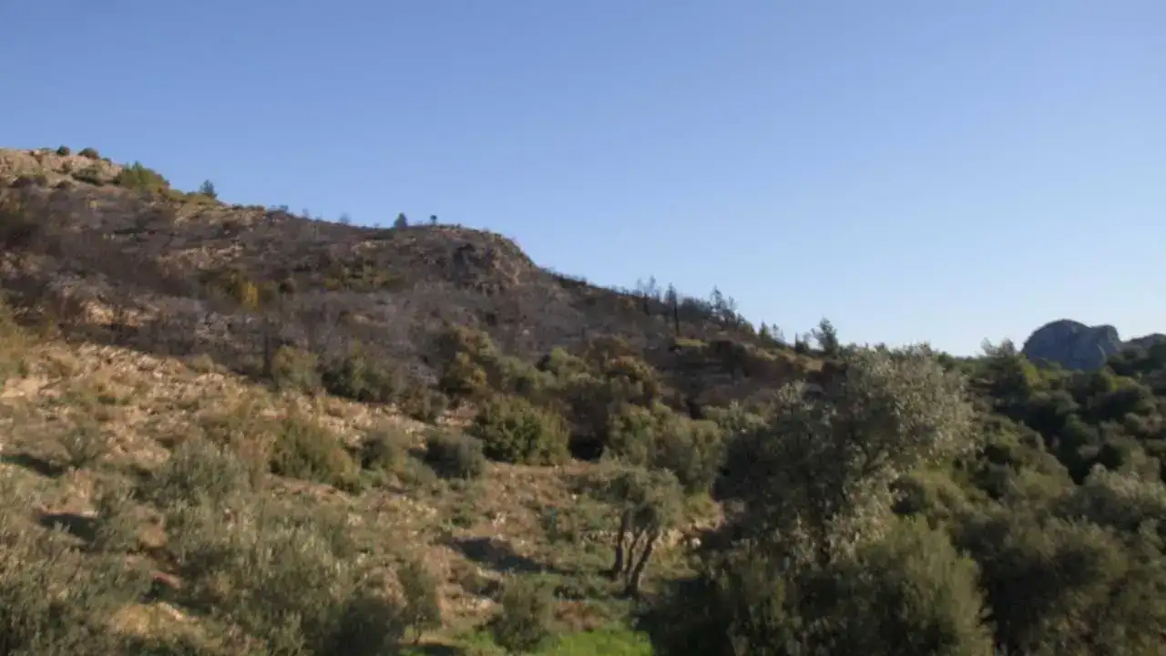 Serik’te Gece Boyu Süren Yangının Bilançosu Sabah Netleşti 3